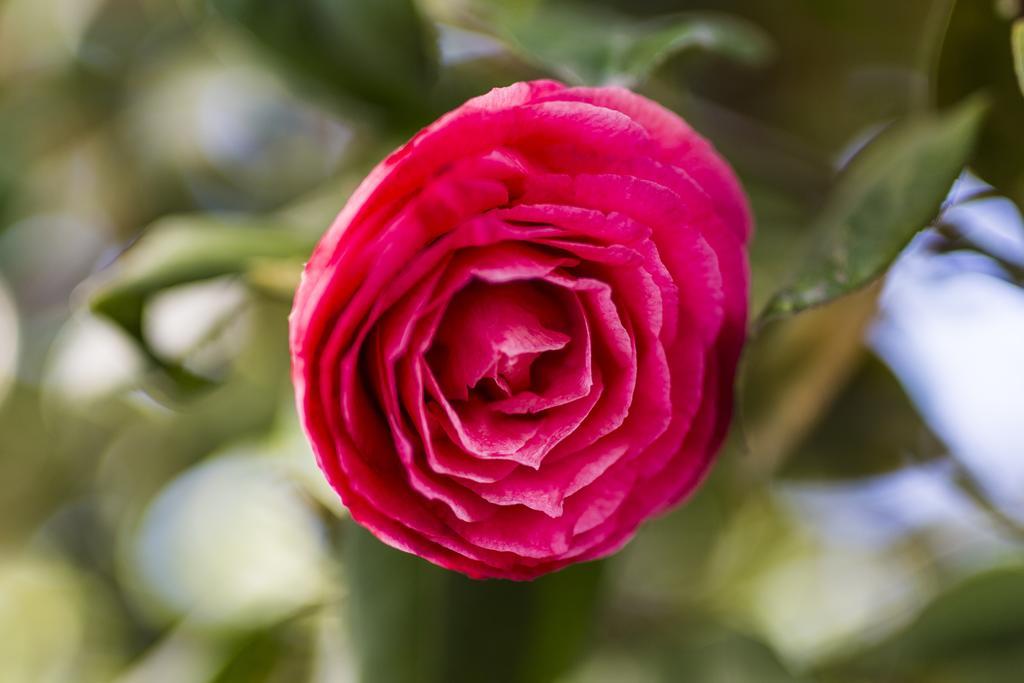 Il Giardino Di Fiorina Ξενοδοχείο Novate Milanese Εξωτερικό φωτογραφία